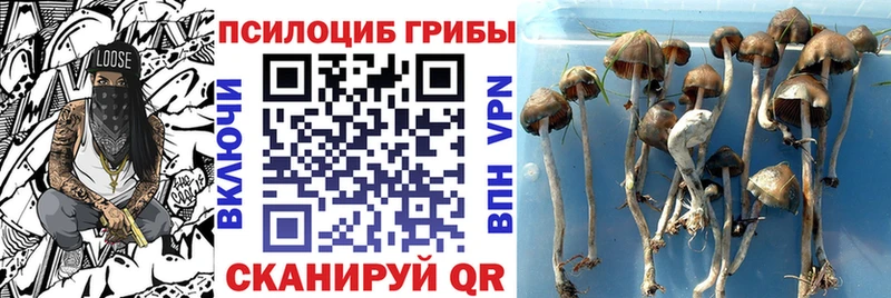 Галлюциногенные грибы Psilocybine cubensis  Энгельс 